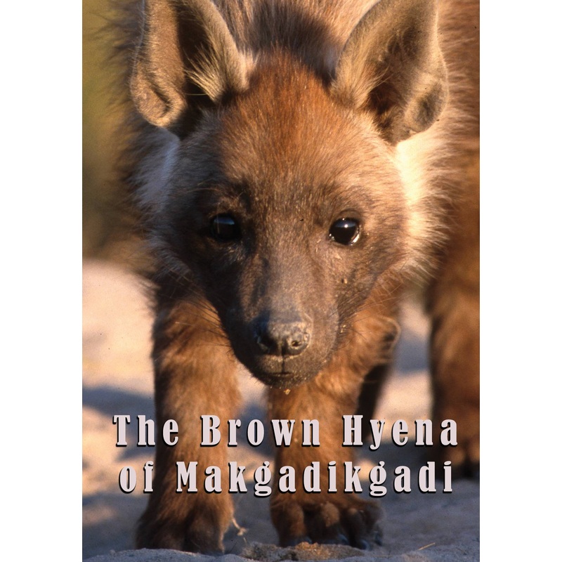 Brown Hyena Of Makgadikgadi